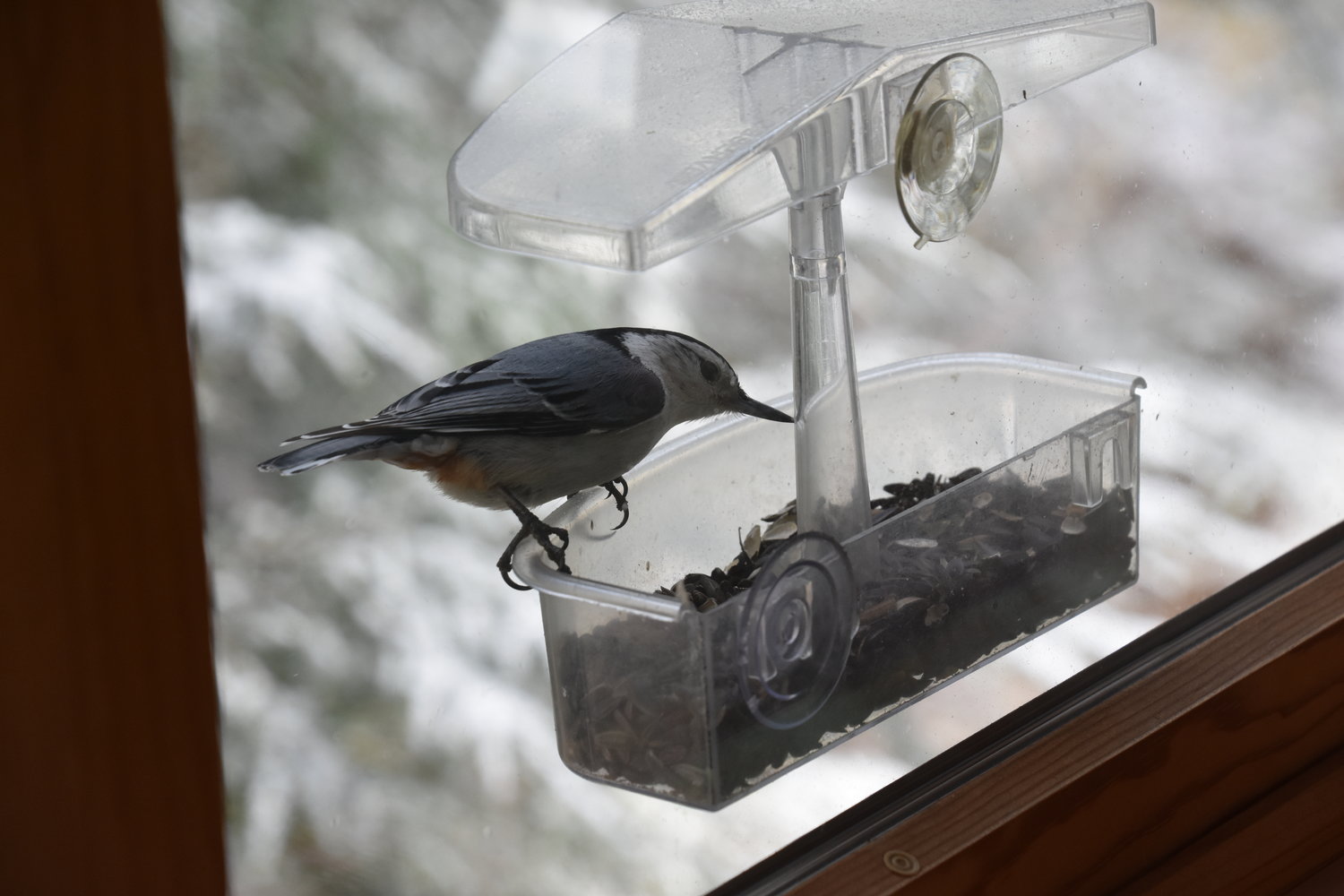 Opportunities abound to participate in citizen science projects pertaining to birds like this white-breasted nuthatch. Project Feeder Watch (www.feederwatch.org) is ongoing through Friday, April 9. (Also see www.celebrateurbanbirds.org.) Take part in the Great Backyard Bird Count from Friday to Monday, February 12 to 15. Learn more at www.birdcount.org. All are projects of the outstanding Cornell Lab of Ornithology (www.birds.cornell.edu/home).